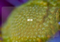 藏锋