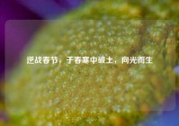 逆战春节，于春寒中破土，向光而生