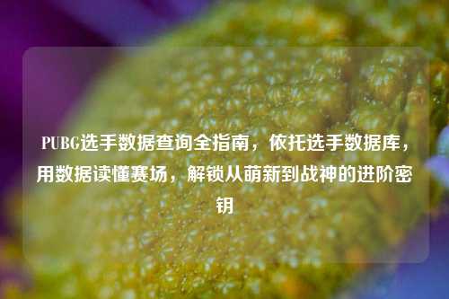 PUBG选手数据查询全指南,依托选手数据库,用数据读懂赛场,解锁从萌新到战神的进阶密钥