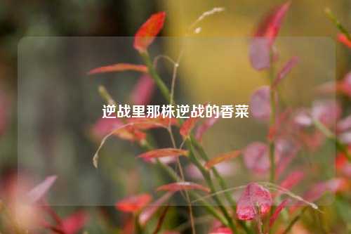 逆战里那株逆战的香菜